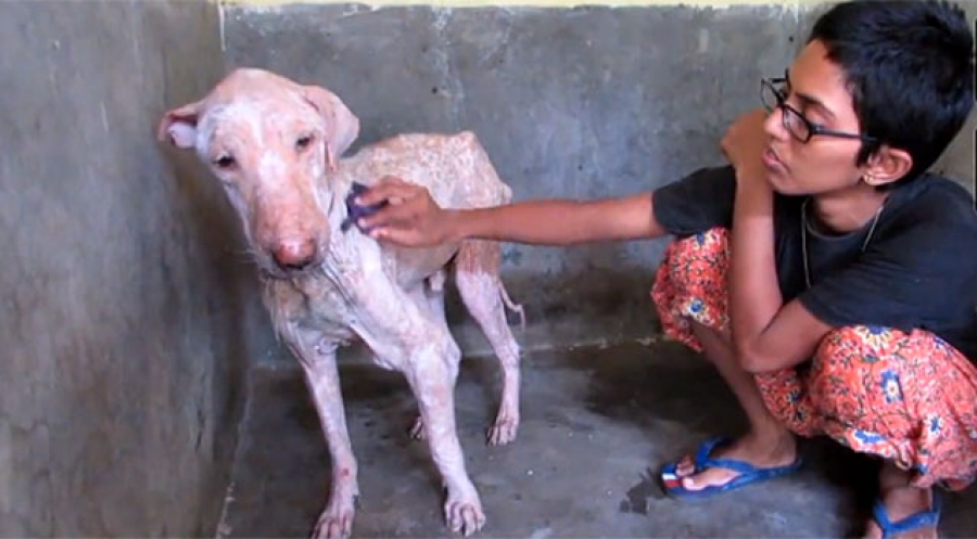 H απίστευτη μεταμόρφωση ενός εγκαταλειμμένου σκύλου (video)