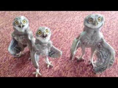 Tρεις μικρές κουκουβάγιες πεινάνε (video)