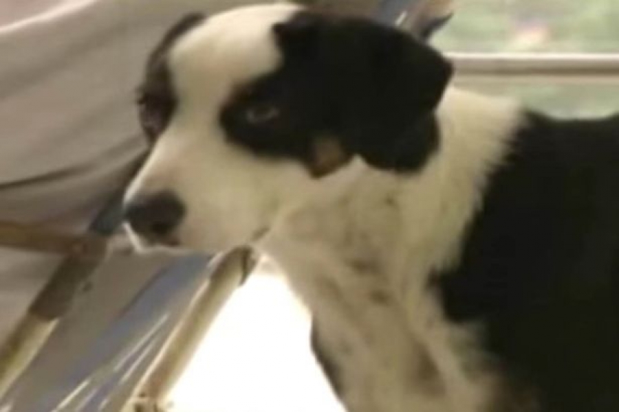 Σκύλος αρνείται να φύγει από το νοσοκομείο μετά το θάνατο του αφεντικού του!(video)