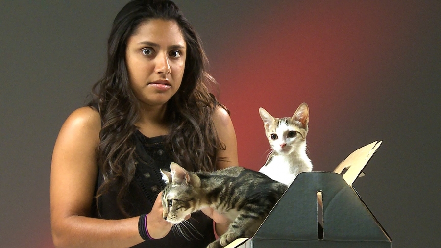 Άνθρωποι που μισούν τις γάτες συναντούν γατάκια(video)