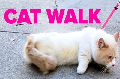 Προσπαθώντας να βγάλουν βόλτα την γάτα τους με λουρί!(video)