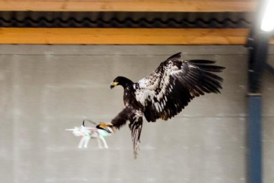 Oλλανδία: Εκπαιδεύουν αετούς για επίθεση σε drones!(video)
